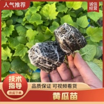 【精品黄瓜苗】山东寿光大量走货，量大从优，各种规格产地走