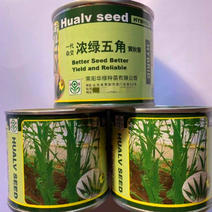 浓绿五角黄秋葵种子，细长五棱型，结荚早，口感脆嫩，基地用