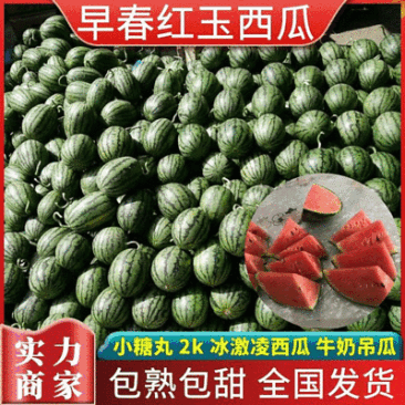 《早春红玉》吊西瓜牛奶吊瓜冰激凌西瓜小糖丸小吊瓜