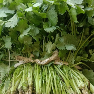 精品大叶香菜，货源充足，种植示范基地电话联系可谈价