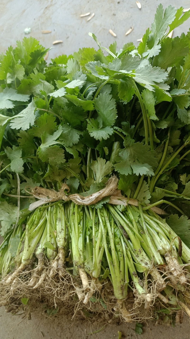 精品大叶香菜，货源充足，种植示范基地电话联系可谈价