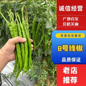 8号线椒大量走货，新鲜直发，货源充足，品种齐全广东徐闻发