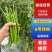 8号线椒大量走货，新鲜直发，货源充足，品种齐全广东徐闻发
