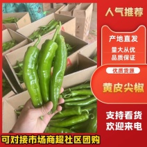 【精品】黄皮尖椒，鲜辣椒大量供应，广东徐闻县产地直发保质