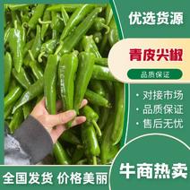 广东徐闻县鲜辣椒青皮尖椒大量上市，产地直发，新鲜采摘量大