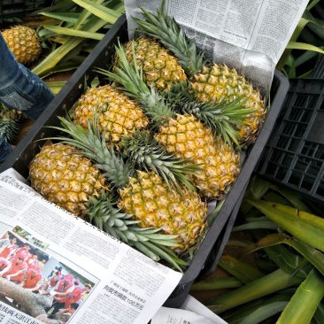 【精品】徐闻菠萝批发香水菠萝凤梨品种齐全新鲜现货脆甜