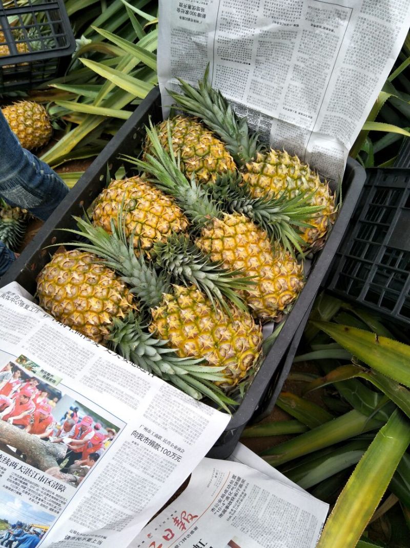 【精品】徐闻菠萝批发香水菠萝凤梨品种齐全新鲜现货脆甜