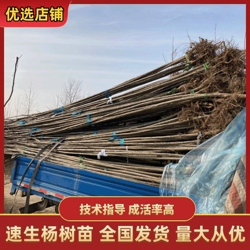 【免费提供技术指导】安徽产地发货速生杨树苗，各种规格