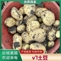 土豆精品产地微七V7内蒙新货对接采购商商超档口批发抗病
