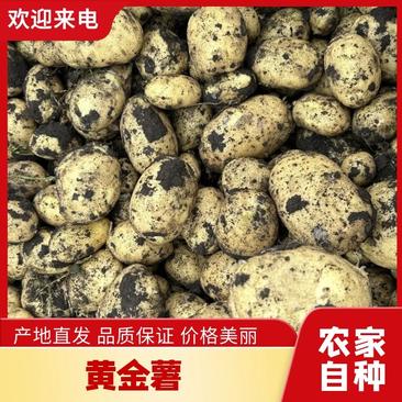 内蒙产地优质土豆黄金薯黄皮黄心抗病产量高价格优欢迎咨询