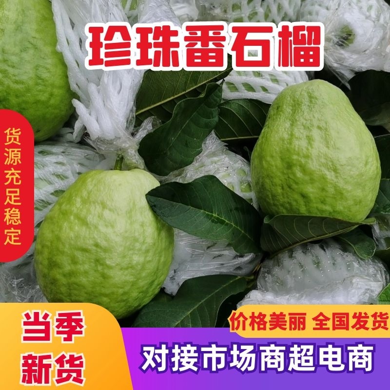 珍珠番石榴红心白心产地直发对接全国市场长期合作