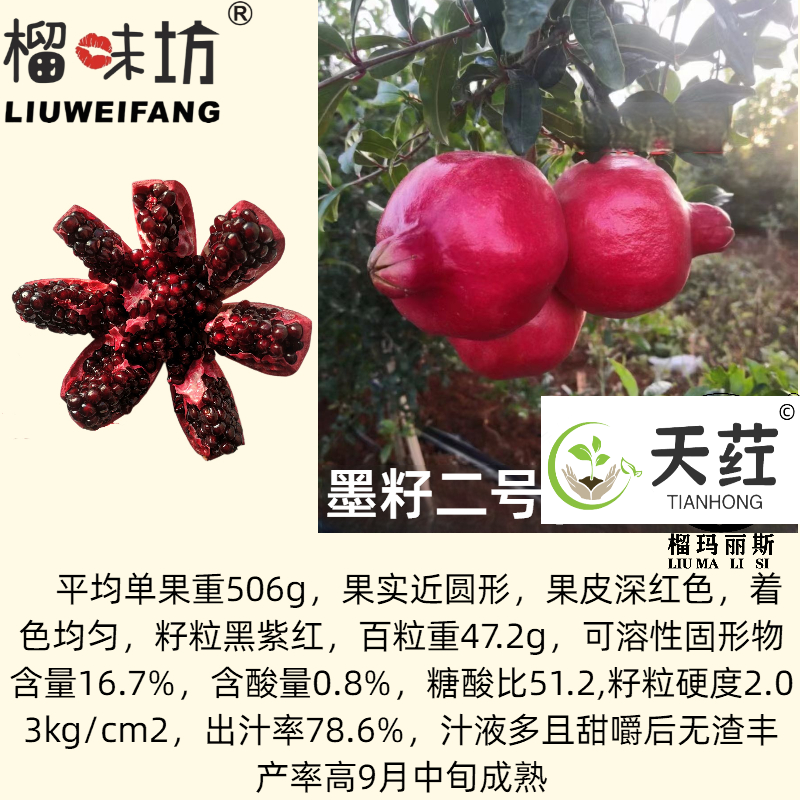 新品种黑籽石榴树非玛丽斯慕乐软籽石榴树庭院盆栽大石榴树苗