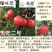 新品种黑籽石榴树非玛丽斯慕乐软籽石榴树庭院盆栽大石榴树苗