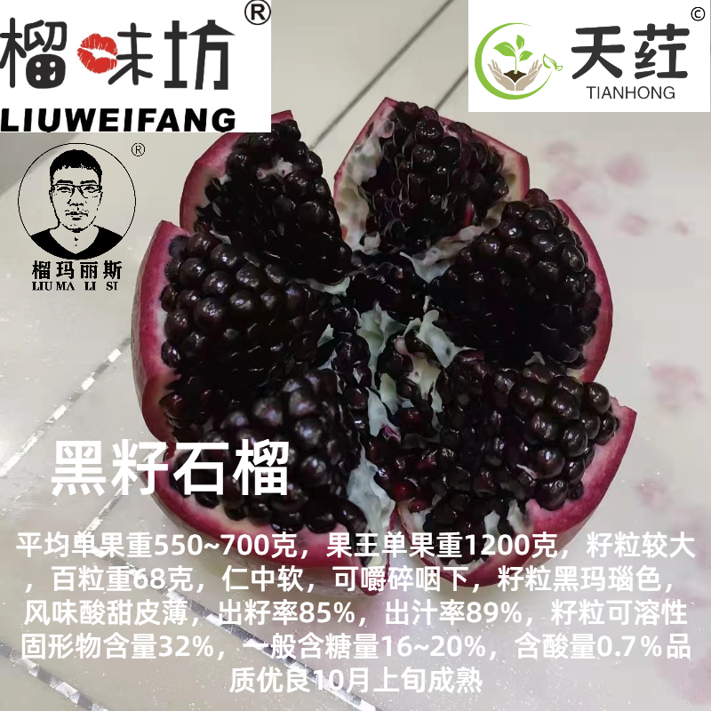 榴味坊玛丽斯幕乐软籽石榴天荭墨籽石榴嫁接枝条嫁接穗
