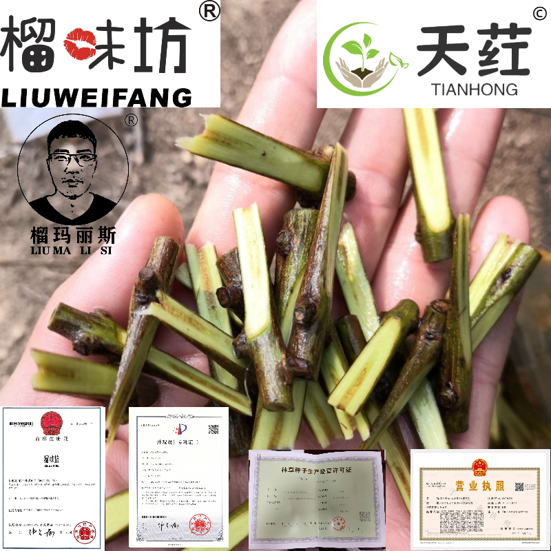 榴味坊玛丽斯幕乐软籽石榴天荭墨籽石榴嫁接枝条嫁接穗