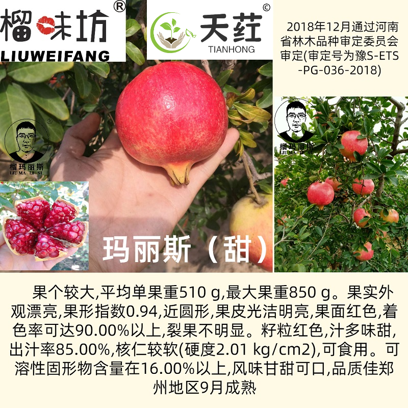 榴味坊玛丽斯幕乐软籽石榴天荭墨籽石榴嫁接枝条嫁接穗