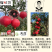 榴味坊玛丽斯幕乐软籽石榴天荭墨籽石榴嫁接枝条嫁接穗