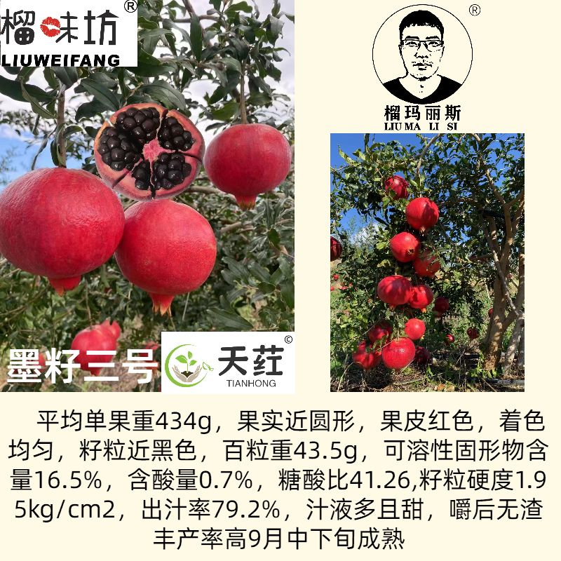 榴味坊玛丽斯幕乐软籽石榴天荭墨籽石榴嫁接枝条嫁接穗