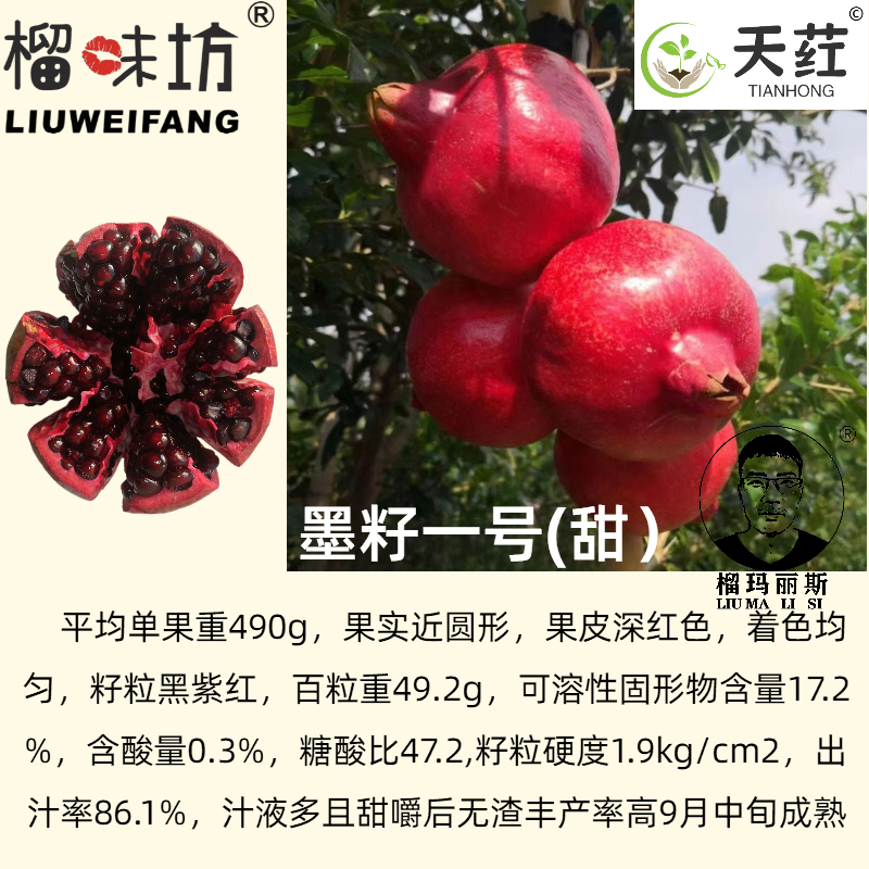 榴味坊玛丽斯幕乐软籽石榴天荭墨籽石榴嫁接枝条嫁接穗