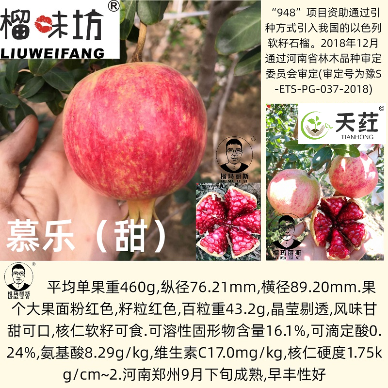 榴味坊玛丽斯幕乐软籽石榴天荭墨籽石榴嫁接枝条嫁接穗