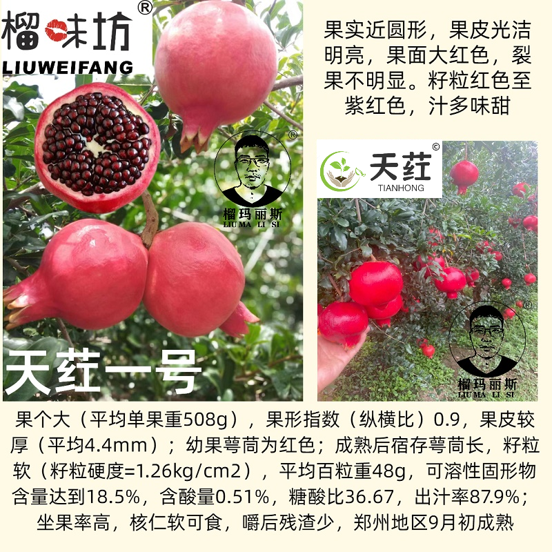榴味坊玛丽斯幕乐软籽石榴天荭墨籽石榴嫁接枝条嫁接穗