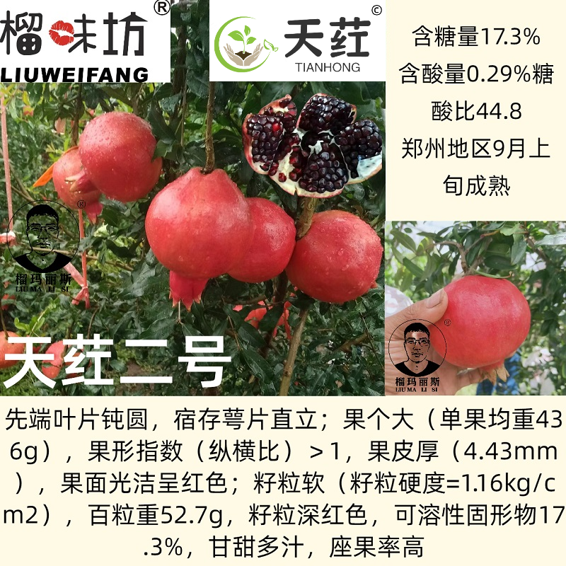 榴味坊玛丽斯幕乐软籽石榴天荭墨籽石榴嫁接枝条嫁接穗