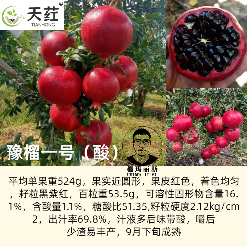 榴味坊玛丽斯幕乐软籽石榴天荭墨籽石榴嫁接枝条嫁接穗
