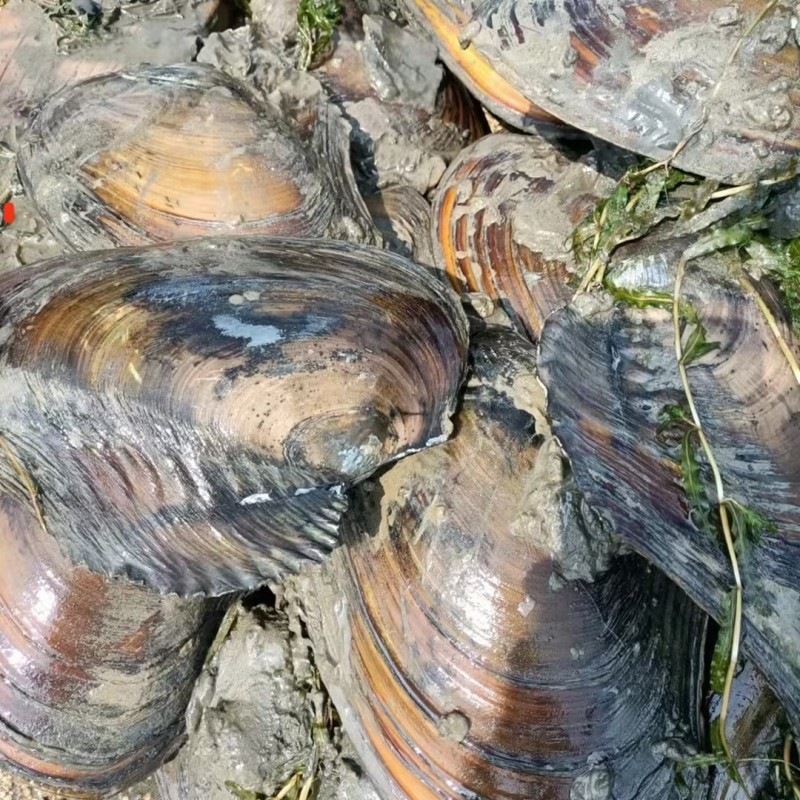 产地直销精品河蚌大量有货长期供应肉质鲜嫩水质良好池底砂质