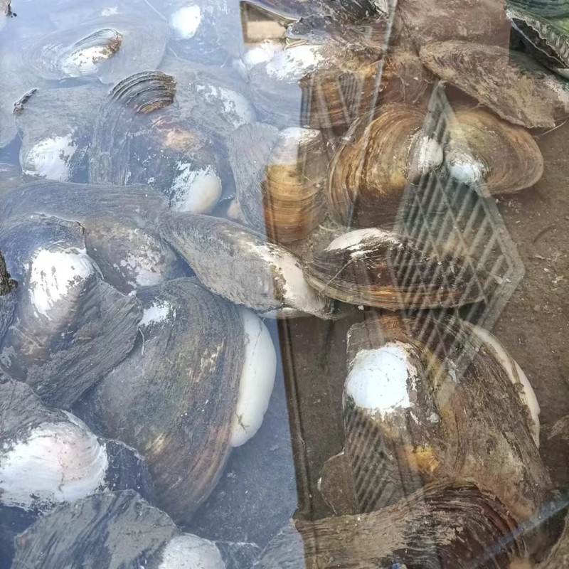 产地直销精品河蚌大量有货长期供应肉质鲜嫩水质良好池底砂质