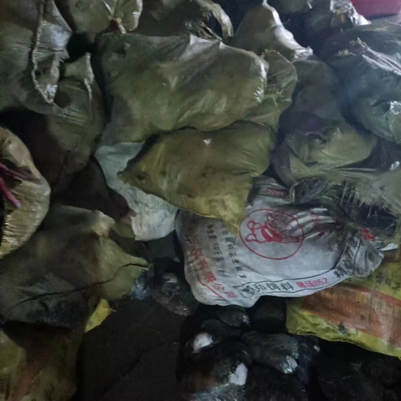 产地直销精品河蚌大量有货长期供应肉质鲜嫩水质良好池底砂质