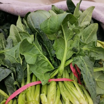 【黑叶菠菜】山东菠菜大量上市，产地直供，全国发货，可视频看货