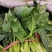 【黑叶菠菜】山东菠菜大量上市，产地直供，全国发货，可视频看货