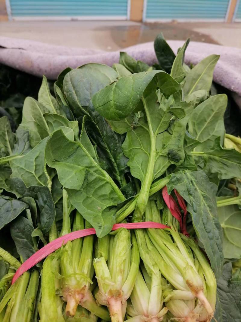 【黑叶菠菜】山东菠菜大量上市，产地直供，全国发货，可视频看货