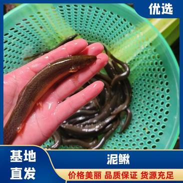 河南省信阳圆鳅泥鳅原生态青鳅品种纯正假一赔十欢迎联系