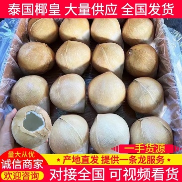 【泰国椰皇】椰黄椰子原产地直发可视频看货品质保证