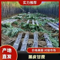 【黑皮甘蔗】广西甘蔗大量上市基地直发量大优惠欢迎咨询