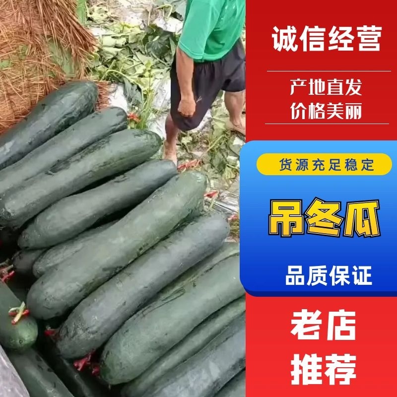 【好货】广西博白冬瓜黑皮吊冬瓜规格齐全质量保证