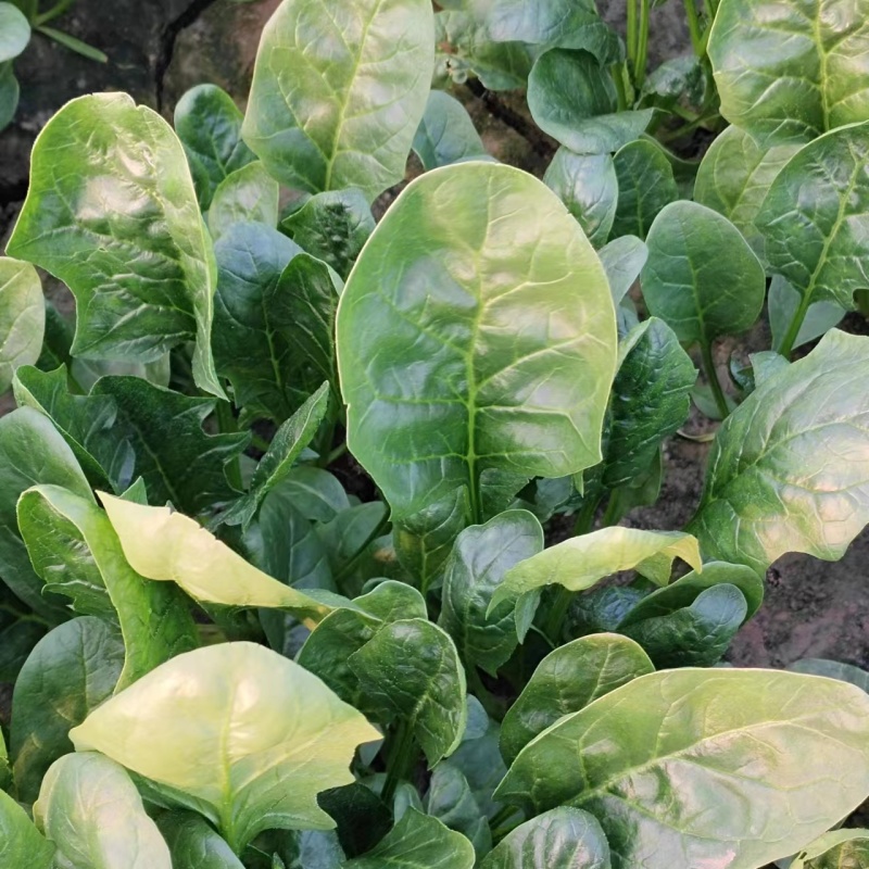 精品大叶菠菜产地直发价格优惠全国可发货