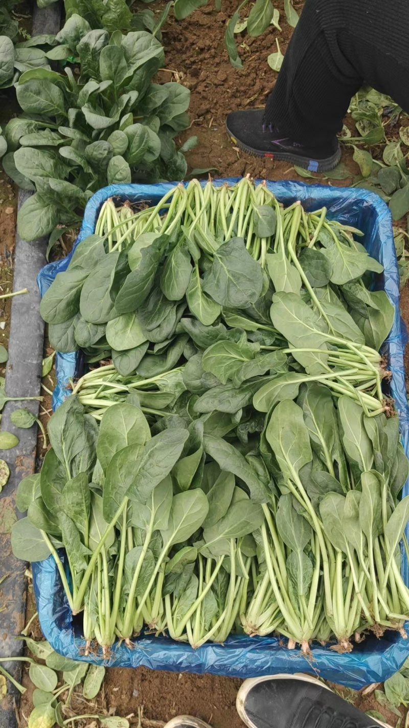 精品大叶菠菜产地直发价格优惠全国可发货