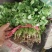精品大叶香菜大量上市价格随行就市量大从优欢迎咨询