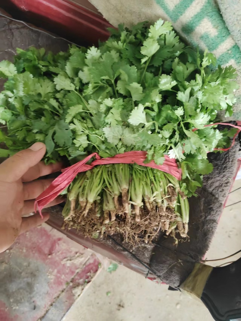 精品大叶香菜大量上市价格随行就市量大从优欢迎咨询
