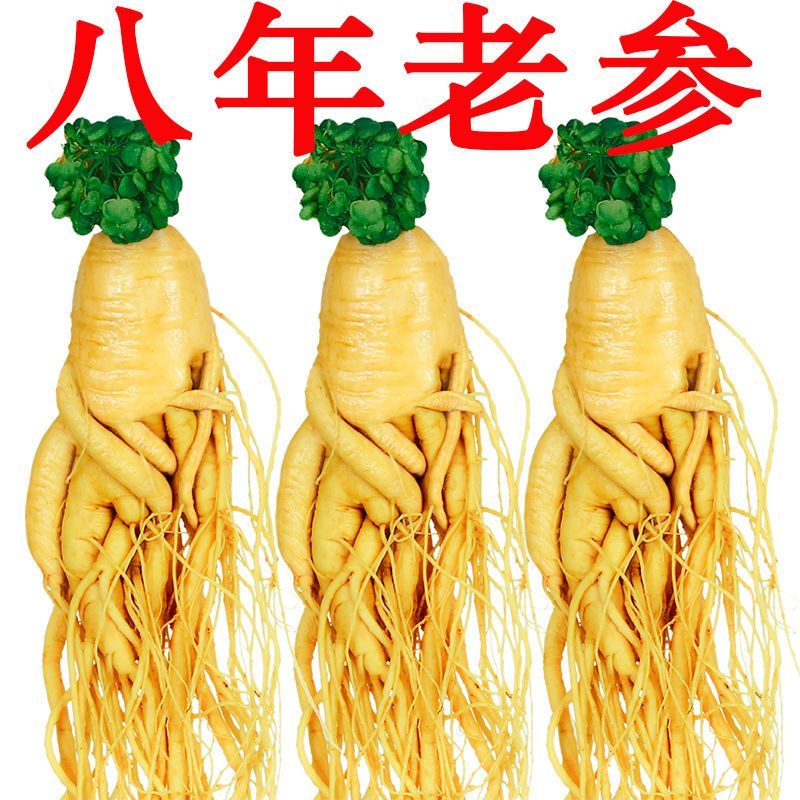 新鲜湿参保鲜参东北特产人参酒滋补品泡酒