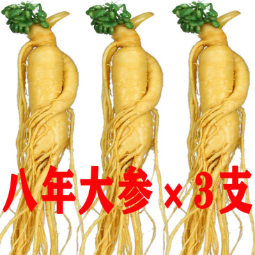 新鲜湿参保鲜参东北特产人参酒滋补品泡酒