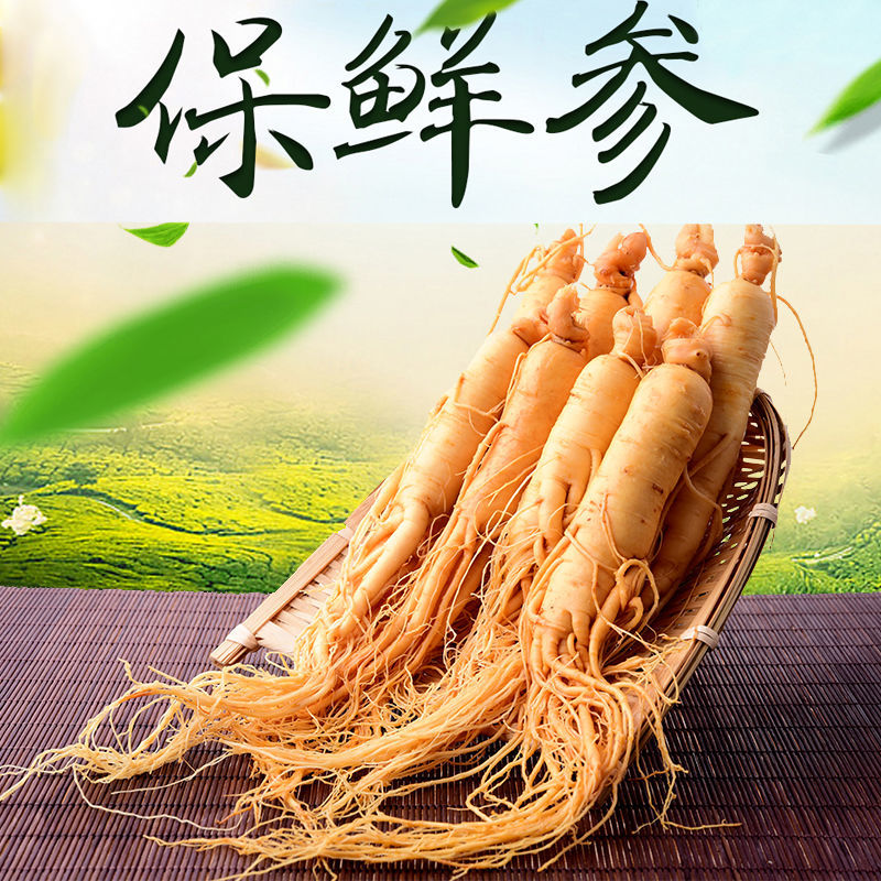 新鲜湿参保鲜参东北特产人参酒滋补品泡酒