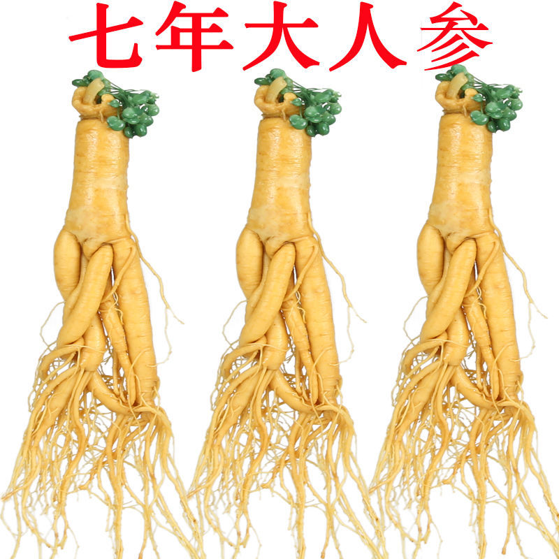 新鲜湿参保鲜参东北特产人参酒滋补品泡酒