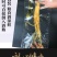新鲜湿参保鲜参东北特产人参酒滋补品泡酒