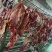 新鲜牛肉黄牛肉产地一手货源一条龙服务大吨位供应