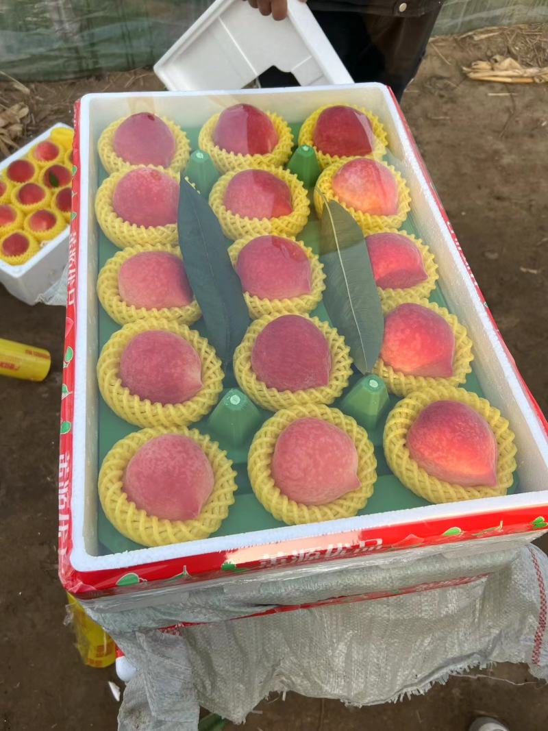 【热卖】河北乐亭精品春雪桃大量上市现摘现发，品质有保障