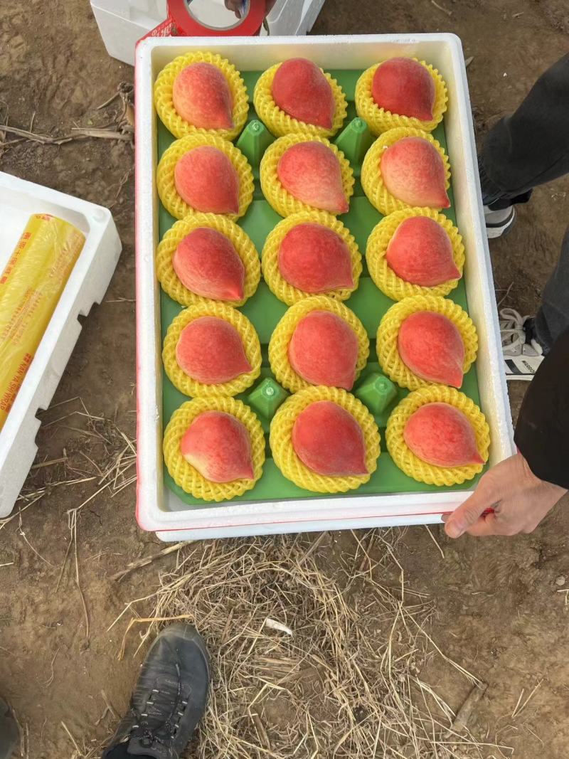 【热卖】河北乐亭精品春雪桃大量上市现摘现发，品质有保障