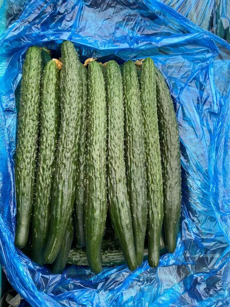 蜜刺黄瓜，夏邑黄瓜，河南黄瓜，大量有货，产地直销，价格优